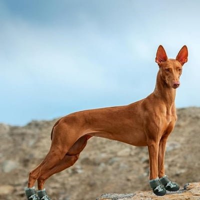 Chaussure pour Chien - DogBoots™ - Vert - Ziggi Chien Malin