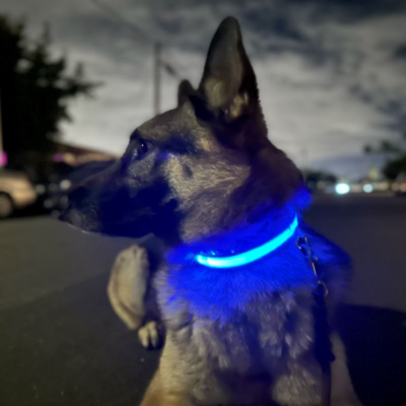 Collier de Chien - LEDCollarDog™ - Bleu - Ziggi Chien Malin