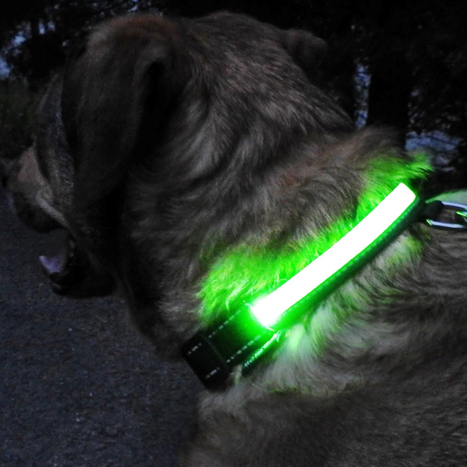 Collier de Chien - LEDCollarDog™ - Vert - Ziggi Chien Malin