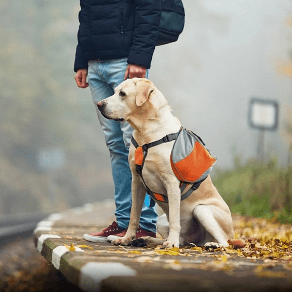 Sac de Voyage Chien - DogBackpack™ - Orange - Ziggi Chien Malin