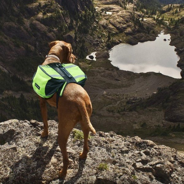 Sac de Voyage Chien - DogBackpack™ - Vert - Ziggi Chien Malin